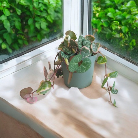 Ceropegia Woodii Variegata