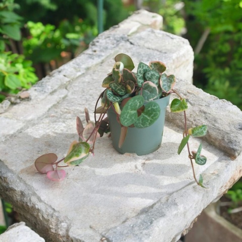 Ceropegia Woodii Variegata