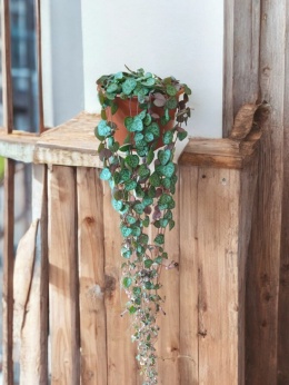 Ceropegia Woodii (zwis)