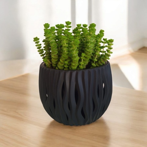 Crassula marnieriana Hottentot Crassula marnieriana Hottentot