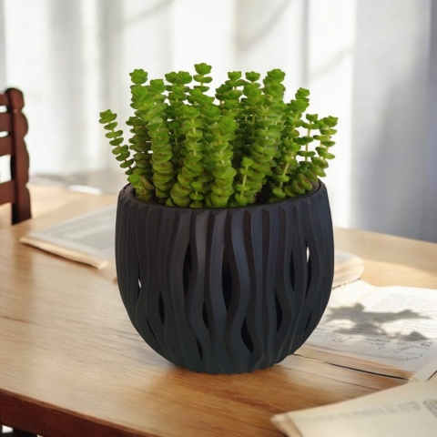 Crassula marnieriana Hottentot Crassula marnieriana Hottentot
