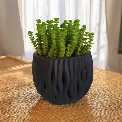 Crassula marnieriana Hottentot Crassula marnieriana Hottentot