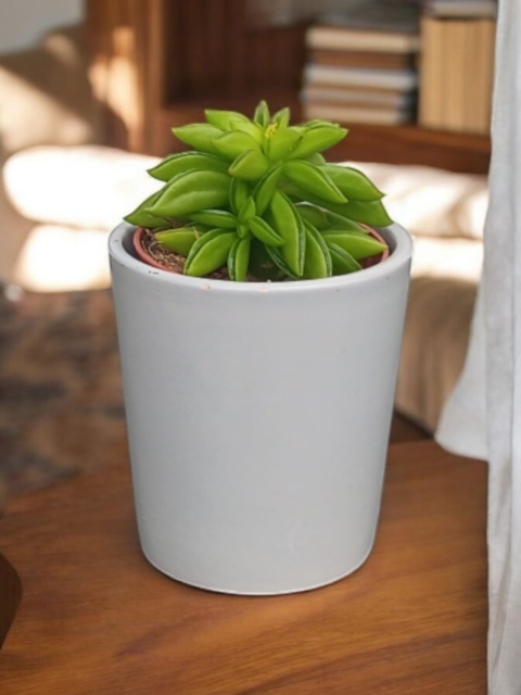 Peperomia Fasolowa ferreyrae Peperomia happy Bean Las w Słoiku Szkle