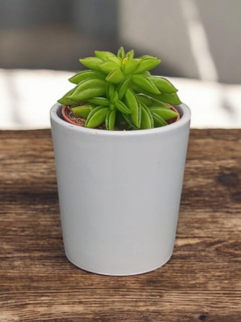 Peperomia Fasolowa ferreyrae Peperomia happy Bean Las w Słoiku Szkle