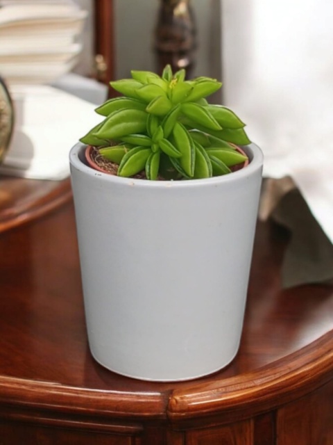 Peperomia Fasolowa ferreyrae Peperomia happy Bean Las w Słoiku Szkle