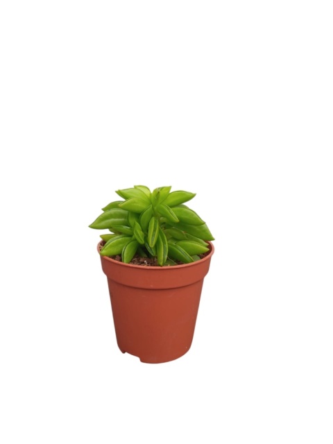 Peperomia Fasolowa ferreyrae Peperomia happy Bean Las w Słoiku Szkle