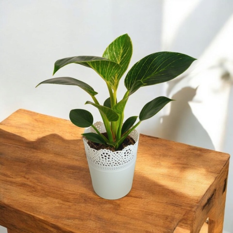 Philodendron White Wave