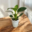 Philodendron White Wave