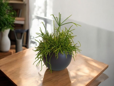 Rhipsalis Cassutha 12