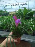 Tillandsia Anita Oplątwa Epifit Powietrzna Roślina Air Plant w doniczce