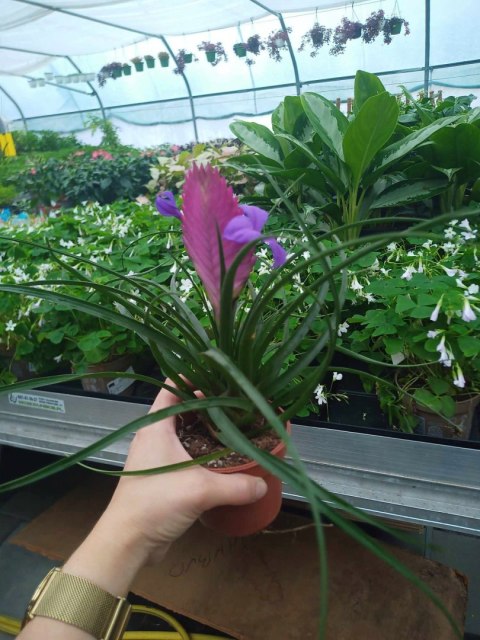 Tillandsia Anita Oplątwa Epifit Powietrzna Roślina Air Plant w doniczce Tillandsia Anita Oplątwa Epifit Powietrzna Roślina Air Plant w doniczce
