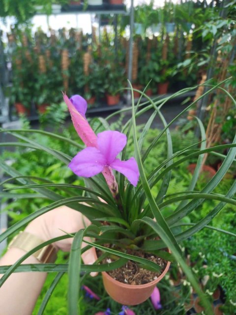 Tillandsia Anita Oplątwa Epifit Powietrzna Roślina Air Plant w doniczce Tillandsia Anita Oplątwa Epifit Powietrzna Roślina Air Plant w doniczce
