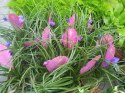 Tillandsia Anita Oplątwa Epifit Powietrzna Roślina Air Plant w doniczce