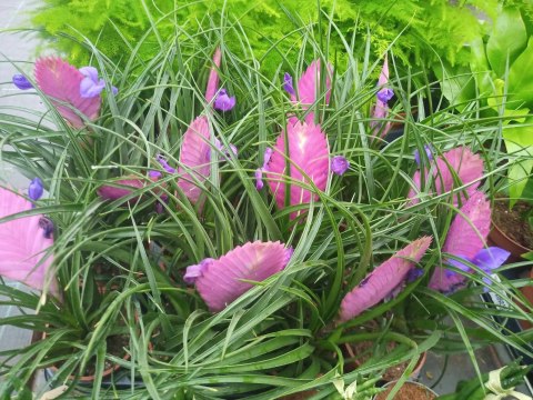 Tillandsia Anita Oplątwa Epifit Powietrzna Roślina Air Plant w doniczce Tillandsia Anita Oplątwa Epifit Powietrzna Roślina Air Plant w doniczce