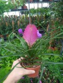 Tillandsia Anita Oplątwa Epifit Powietrzna Roślina Air Plant w doniczce
