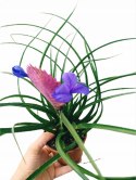 Tillandsia Anita Oplątwa Epifit Powietrzna Roślina Air Plant w doniczce