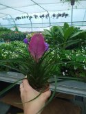 Tillandsia Anita Oplątwa Epifit Powietrzna Roślina Air Plant w doniczce