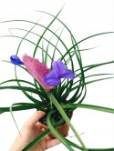 Tillandsia Anita Oplątwa Epifit Powietrzna Roślina Air Plant w doniczce