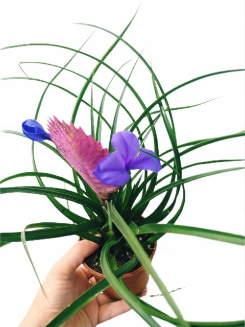 Tillandsia Anita Oplątwa Epifit Powietrzna Roślina Air Plant w doniczce Tillandsia Anita Oplątwa Epifit Powietrzna Roślina Air Plant w doniczce