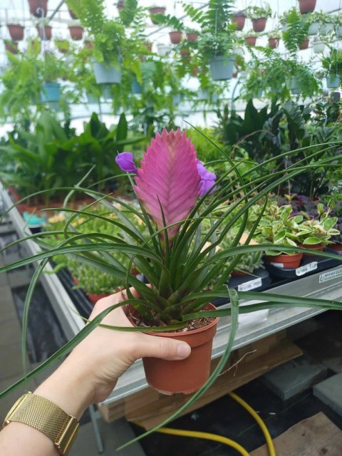 Tillandsia Anita Oplątwa Epifit Powietrzna Roślina Air Plant w doniczce Tillandsia Anita Oplątwa Epifit Powietrzna Roślina Air Plant w doniczce