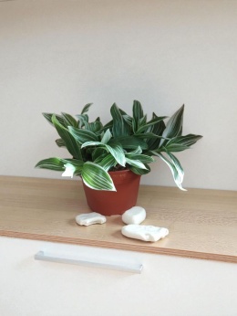 Trzykrotka zebra Tradescantia zebrina bialo zielona