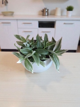 Trzykrotka zebra Tradescantia zebrina bialo zielona