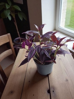 Trzykrotka zebra Tradescantia zebrina czerwona