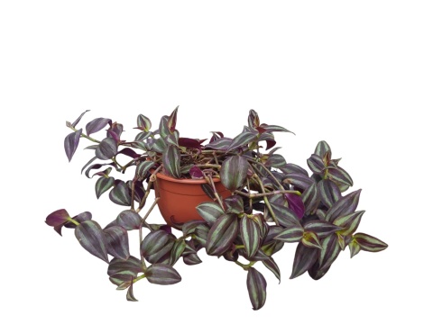 Trzykrotka zebra Tradescantia zebrina Duża w zwisajacej doniczce czerwona