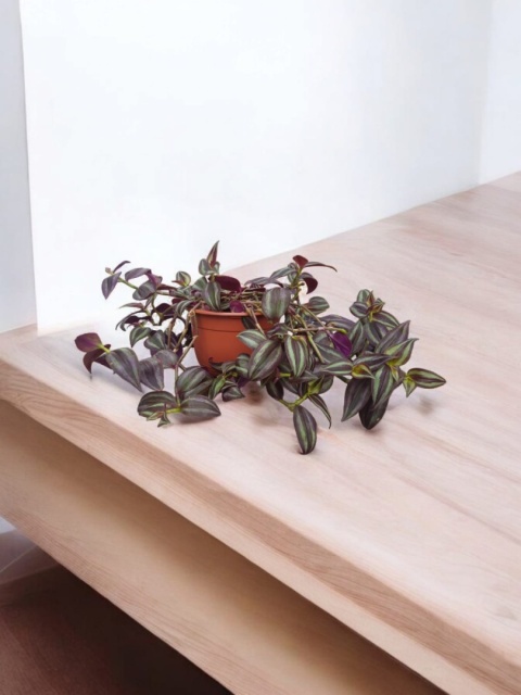 Trzykrotka zebra Tradescantia zebrina Duża w zwisajacej doniczce czerwona