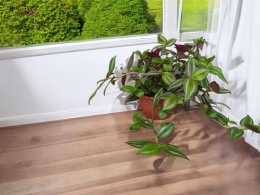 Trzykrotka zebra Tradescantia zebrina zielona w paski