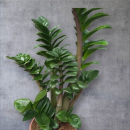 Zamioculcas zamiifolia Zenzi Gęsta sadzonka zamia zamioculus ZENZI