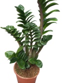 Zamioculcas zamiifolia Zenzi Gęsta sadzonka zamia zamioculus ZENZI