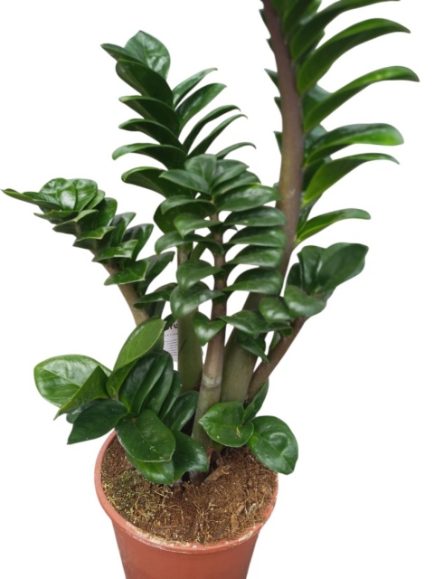 Zamioculcas zamiifolia Zenzi Gęsta sadzonka zamia zamioculus ZENZI