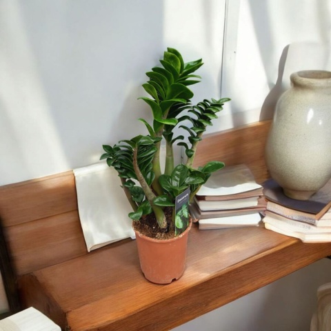 Zamioculcas zamiifolia Zenzi Gęsta sadzonka zamia zamioculus ZENZI