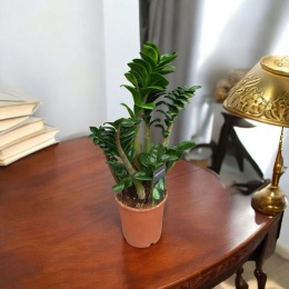 Zamioculcas zamiifolia Zenzi Gęsta sadzonka zamia zamioculus ZENZI