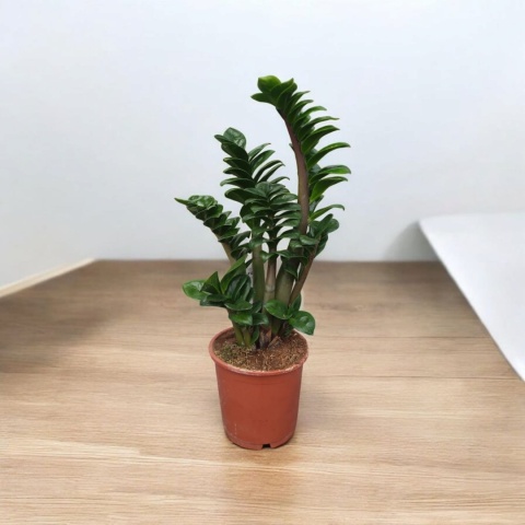 Zamioculcas zamiifolia Zenzi Gęsta sadzonka zamia zamioculus ZENZI